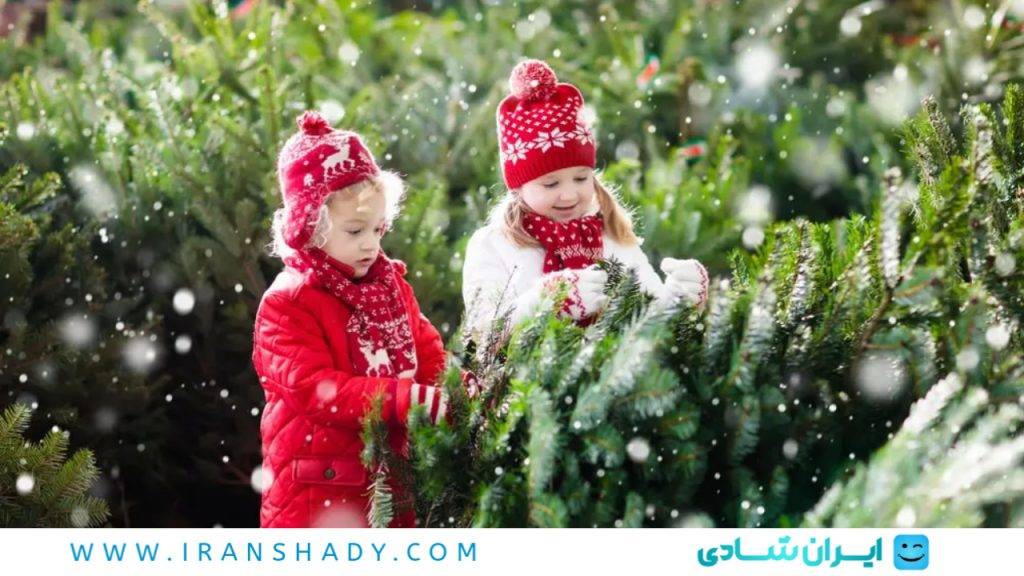 مهمترین نکات پیش از خرید درخت کریسمس